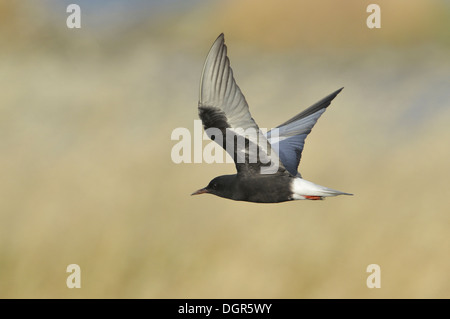 Bianco-winged Black Tern - Chlidonias leucopterus Foto Stock