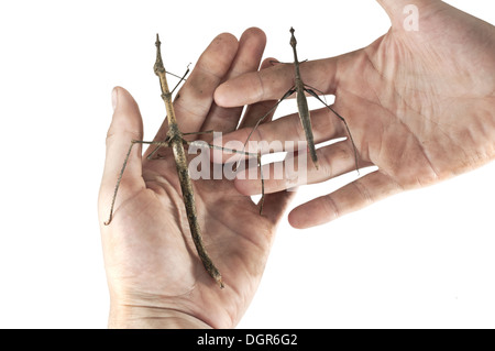 Dimensioni comarison di Stick grasshopper specie Foto Stock