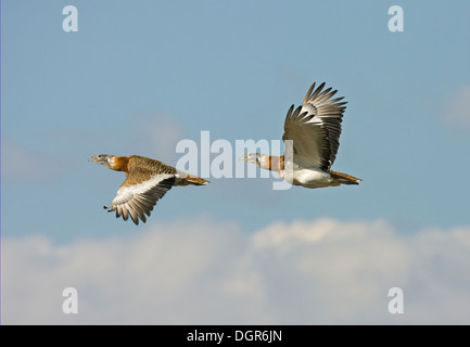 Grande Bustard, Otis tarda, maschio in volo Foto Stock