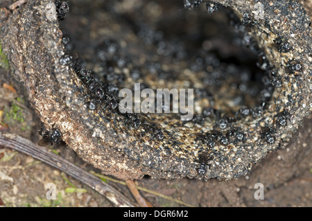 Nido di stingless eusocial api selvatiche Foto Stock