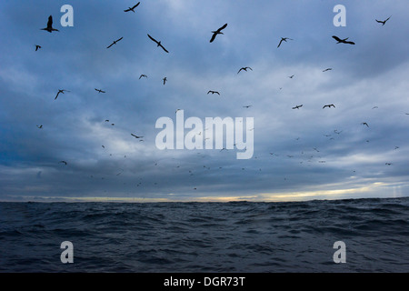 Sule - Morus bassanus alimentare sull'oceano, isole Scilly, REGNO UNITO Foto Stock