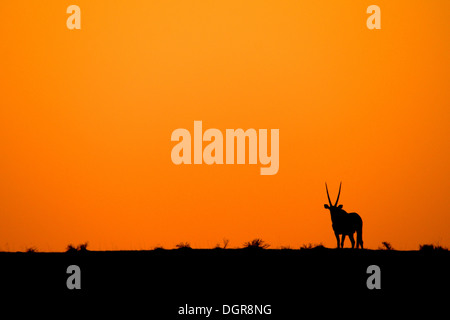 Un oryx in un tramonto Foto Stock