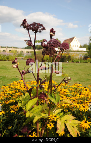 Angelica rosso Foto Stock