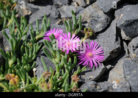 Lampranthus spectabilis Foto Stock