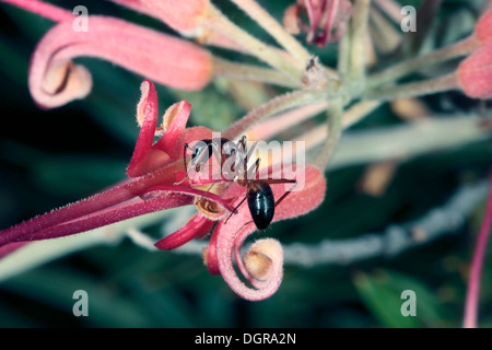 Close-up di zucchero nastrati Ant alimentazione su un fiore di Grevillea- Camponotus consobrinus - Famiglia Formicidae Foto Stock