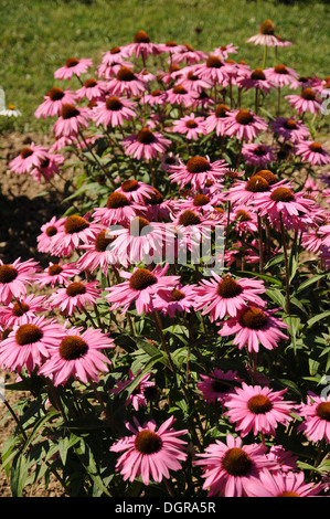 Purple Coneflower Foto Stock