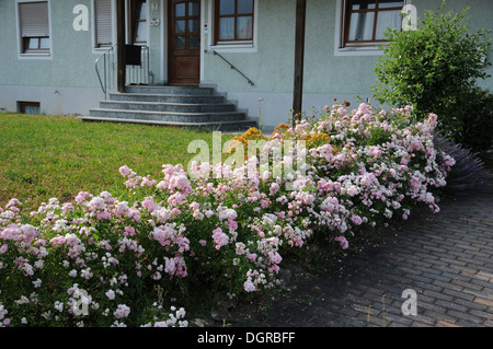 La copertura del terreno rose Foto Stock