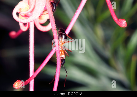 Close-up di zucchero nastrati Ant salendo lo stigma di un fiore di Grevillea- Camponotus consobrinus - Famiglia Formicidae Foto Stock