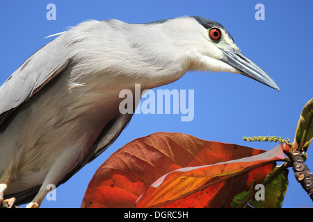 Close-up di nitticora sul ramo di albero Foto Stock