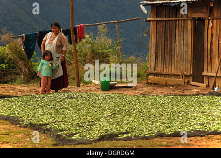 Coca agricoltori asciugano le foglie di coca, la Paz, Bolivia, SUD AMERICA Foto Stock