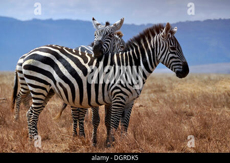 Zebra (Equus quagga) mettendo la testa su un altro la schiena, Serengeti, Tanzania africa Foto Stock