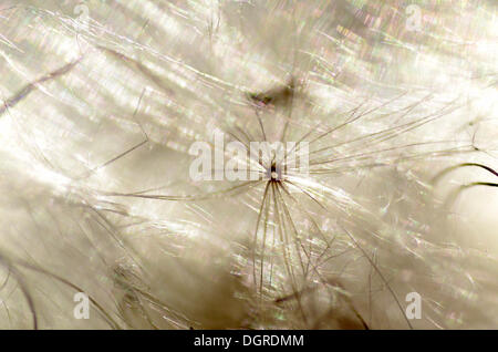 Semi, creeping thistle (Cirsium arvense), macro shot Foto Stock