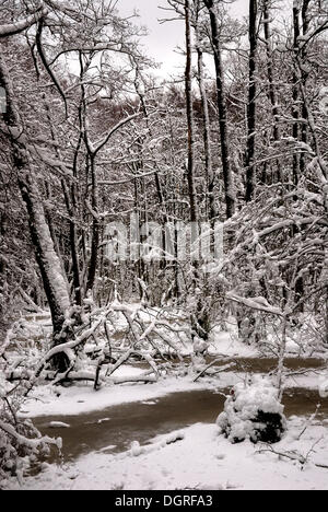 L'inverno nella foresta di ontani, Ruegen isola, Meclemburgo-Pomerania Occidentale Foto Stock