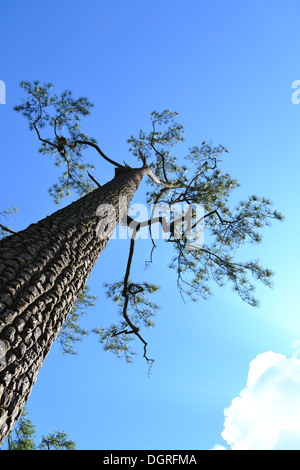 Grandi pini sul cielo blu. Foto Stock