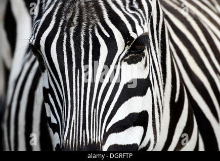 Pianure o zebra burchell's zebra (Equus quagga), in cattività, gettorf zoo, SCHLESWIG-HOLSTEIN Foto Stock