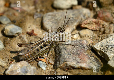 Bow-winged grasshopper (chorthippus biguttulus), vicino lassahn, schaal regione del lago, Meclemburgo-Pomerania occidentale Foto Stock