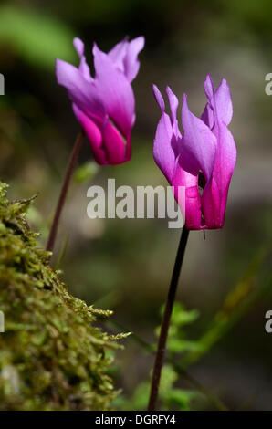 Alpine, europeo o viola ciclamino (cyclamen purpurascens), in un bosco vicino a Forci, Corsica, Francia, Europa Foto Stock