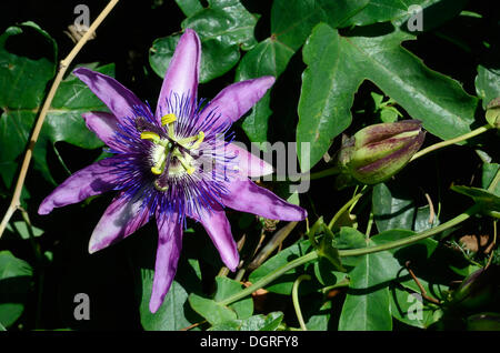 Il blu fiore della passione (passiflora caerulea), moriani, Corsica, Francia, Europa Foto Stock