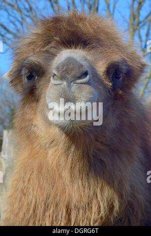 Bactrian camel (camelus ferus), ritratto, prigionieri tierpark, gettorf, SCHLESWIG-HOLSTEIN, Germania Foto Stock