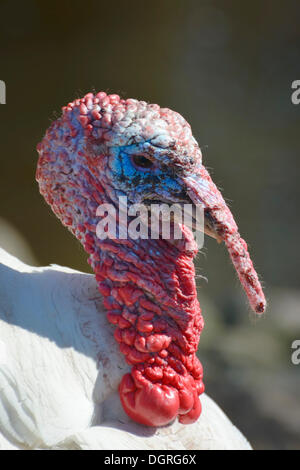 Turchia (Meleagris gallopavo linnaeus f domestica), tierpark, gettorf, SCHLESWIG-HOLSTEIN, Germania Foto Stock