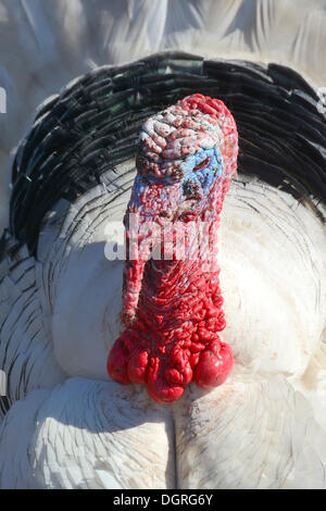 Turchia (Meleagris gallopavo linnaeus f domestica), tierpark, gettorf, SCHLESWIG-HOLSTEIN, Germania Foto Stock