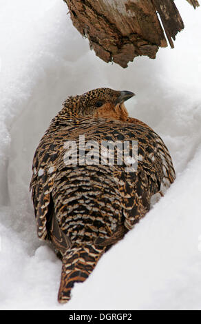 Gallo cedrone occidentale o legno gallo cedrone (Tetrao urogallus), Gallina Foto Stock