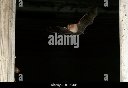 Ferro di cavallo minore bat (Rhinolophus hipposideros) Foto Stock