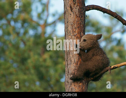 I giovani l'orso bruno (Ursus arctos), cub, seduto su un albero, Carelia, Finlandia, Europa Foto Stock