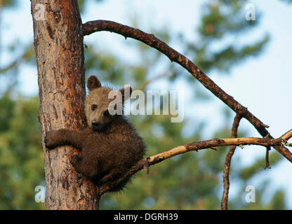 I giovani l'orso bruno (Ursus arctos), cub, seduto su un albero, Carelia, Finlandia, Europa Foto Stock