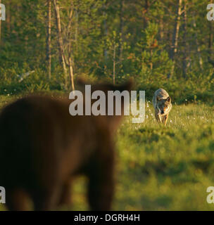 L'orso bruno (Ursus arctos) e lupo (Canis lupus), di incontro, di Carelia, Finlandia, Europa Foto Stock