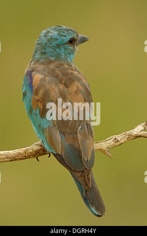 Rullo europea (Coracias garrulus) arroccato su una vantage point, Bulgaria, Europa Foto Stock