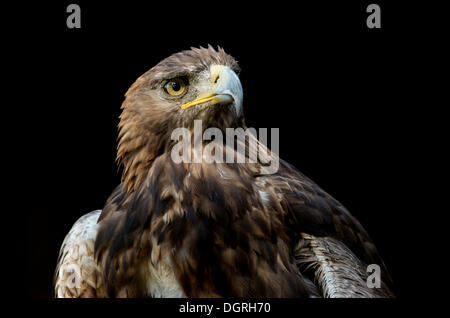 Aquila reale (Aquila chrysaetos), captive, Hesse Foto Stock