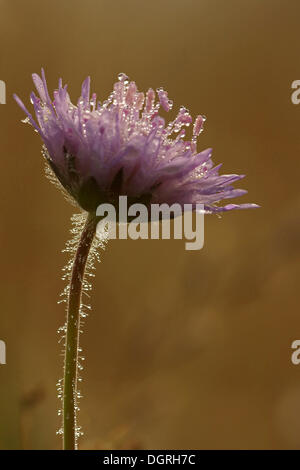 Nebbia di rosa (Scabiosa colombari), Kassel, Hesse Foto Stock