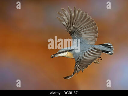 Eurasian picchio muratore (Sitta europaea), in volo, Bad Hersfeld, Hesse Foto Stock