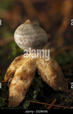 Radiati earthstar o a quattro zampe (earthstar Geastrum quadrifidum), Bad Hersfeld, Hesse Foto Stock