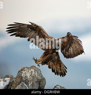 Aquila reale (Aquila chrysaetos), approccio di atterraggio, Naturpark Sinite Kamani, Bulgaria Foto Stock