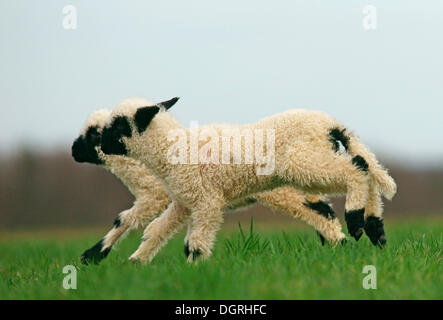 Vallese Blacknose pecore (Ovis orientalis aries), due agnelli in esecuzione su pascolo, Bad Hersfeld, Hesse, Germania Foto Stock