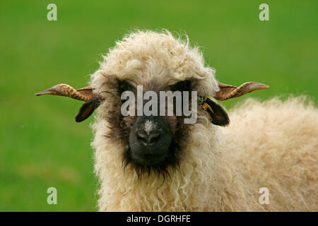 Vallese Blacknose pecore (Ovis orientalis aries), pecora, ritratto, Bad Hersfeld, Hesse, Germania Foto Stock