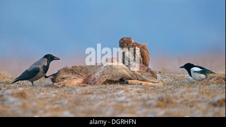 Comune Poiana (Buteo buteo), una gazza (Pica pica) e una cornacchia mantellata (Corvus corone cornix) con la carcassa di un cervo Foto Stock