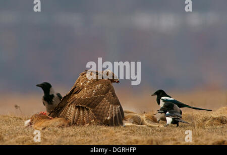 Comune Poiana (Buteo buteo), una gazza (Pica pica) e una cornacchia mantellata (Corvus corone cornix) con la carcassa di un cervo Foto Stock