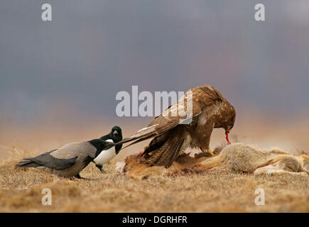 Comune Poiana (Buteo buteo), una gazza (Pica pica) e una cornacchia mantellata (Corvus corone cornix) con la carcassa di un cervo Foto Stock