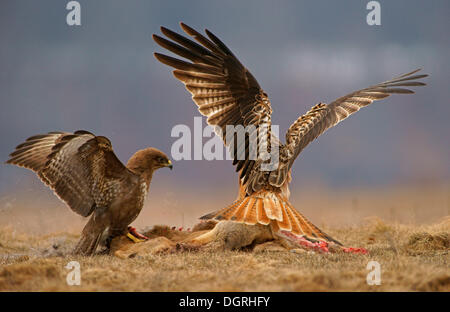 Comune Poiana (Buteo buteo) e un Nibbio reale (Milvus milvus) con la carcassa di un cervo, Feldberg Lake District Foto Stock