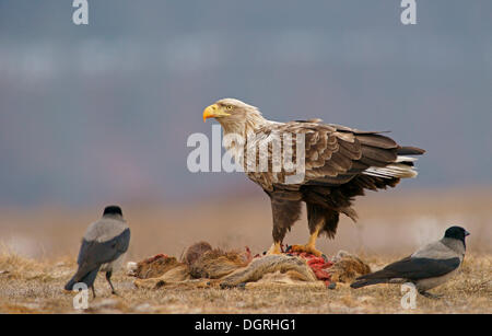 White-tailed Eagle o Sea Eagle (Haliaeetus albicilla) e cornacchie grige (Corvus corone cornix) con la carcassa di un cervo Foto Stock