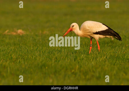 Cicogna bianca (Ciconia ciconia) con lombrico come preda, Solms, Bad Hersfeld, Hesse, Germania Foto Stock