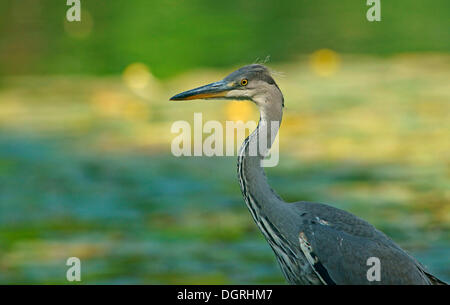 Airone cinerino (Ardea cinerea), Göttingen, Göttingen, Bassa Sassonia, Germania Foto Stock