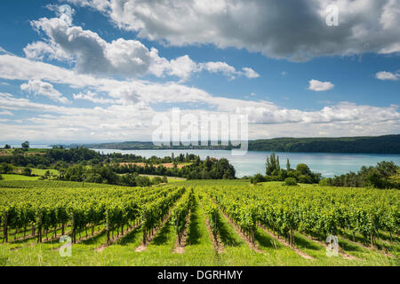 Vista sul lago di Costanza in una vigna, come visto da sopra Ueberlingen, Bodenseekreis distretto, Baden-Wuerttemberg Foto Stock