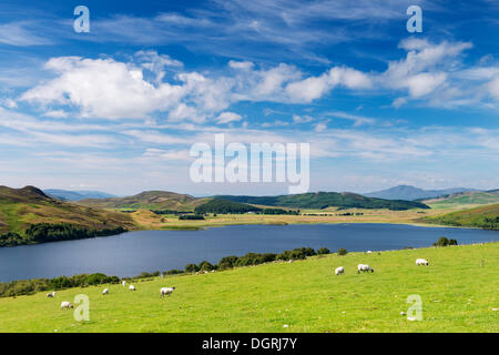 Pecore al pascolo a Loch Ruthven Torness vicino, a nord-ovest di Highlands, Scotland, Regno Unito, Europa Foto Stock