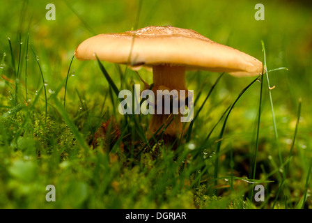 Fotografia di funghi selvatici circondato da erba e muschio Foto Stock