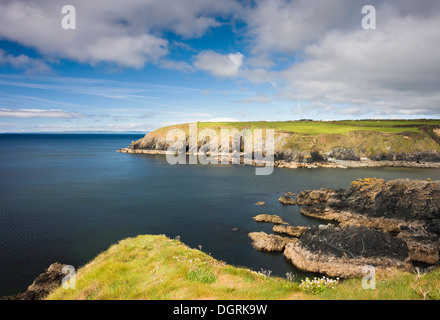 Mare campion e parsimonia fioritura in maggio sulla scogliera che si affaccia Kilmurrin Cove, rame Coast Geopark, County Waterford Foto Stock