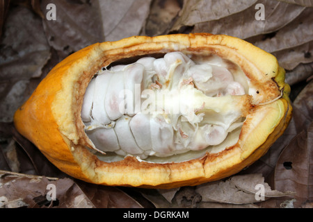 Il cacao Cialde esposti che mostra i fagioli all'interno Foto Stock